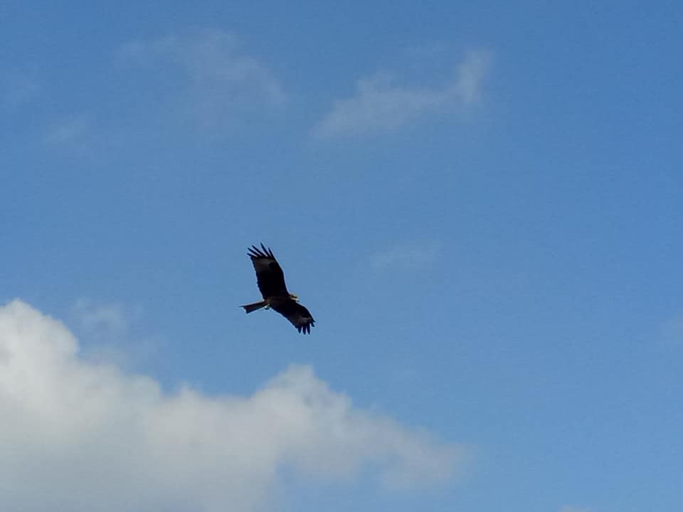 অকূল পাথারে, flying high throughout the blue sky