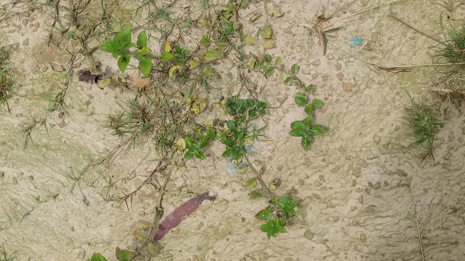 অকূল পাথারে entangled life