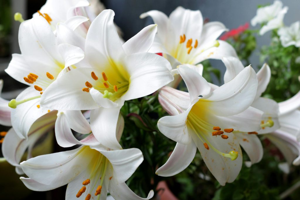 তোমার জন্যে একগুচ্ছ দোলনচাঁপা, a bunch of white lily